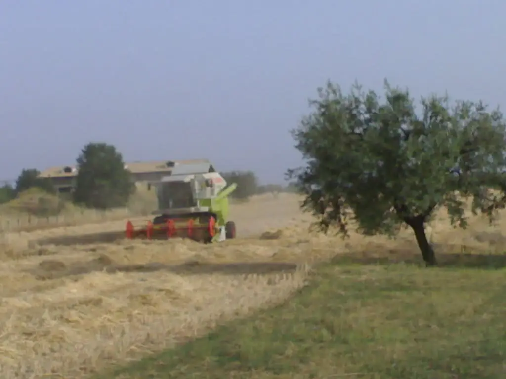 azienda-agricola-cavalieri