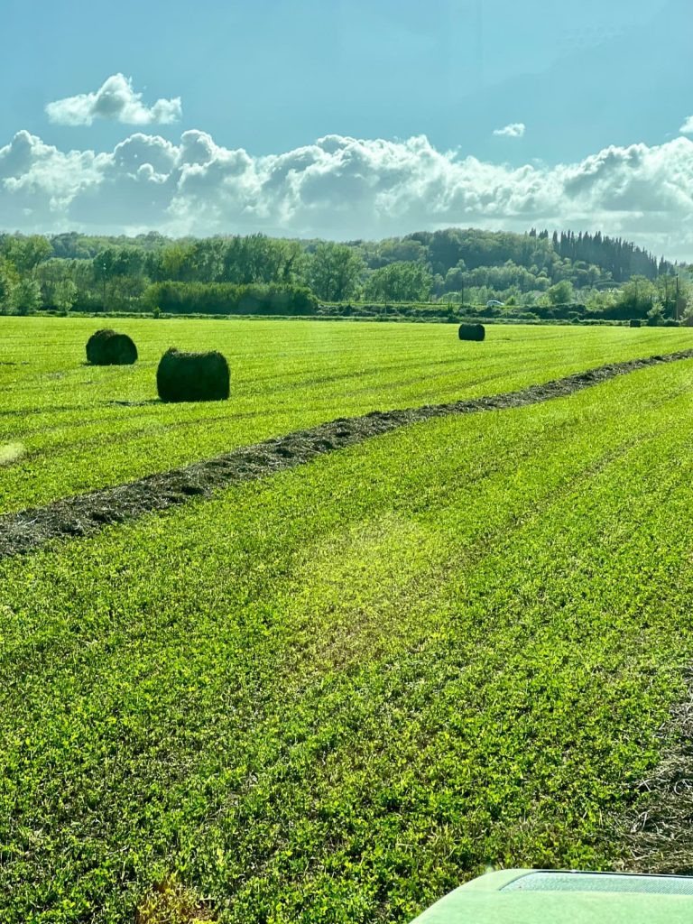 campi-azienda-agricola-cavalieri
